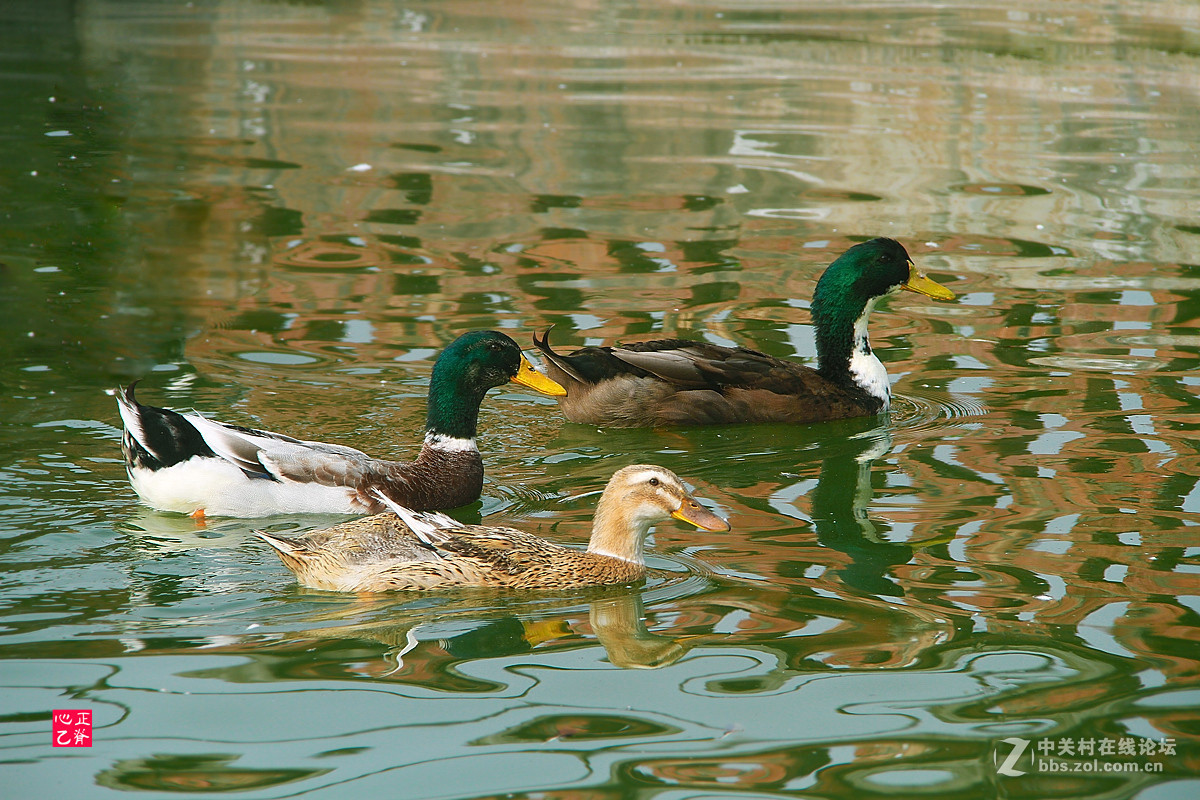 野菊飘香小鸭来_______祝贺红河星空(中国)开坛！祝贺华电昆明人荣任版主！