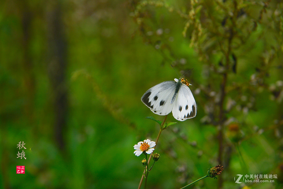 野菊飘香小鸭来_______祝贺红河星空(中国)开坛！祝贺华电昆明人荣任版主！