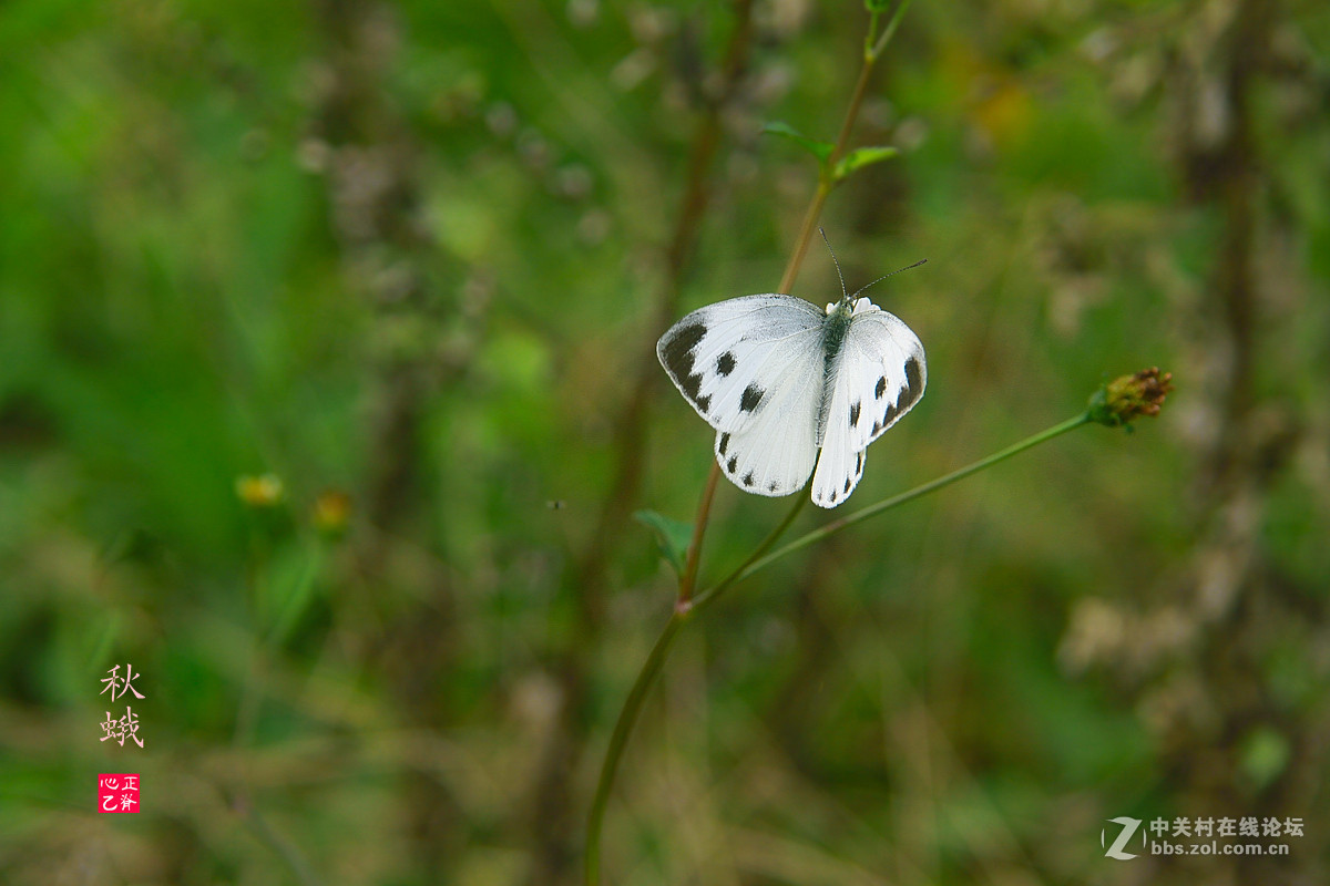 野菊飘香小鸭来_______祝贺红河星空(中国)开坛！祝贺华电昆明人荣任版主！