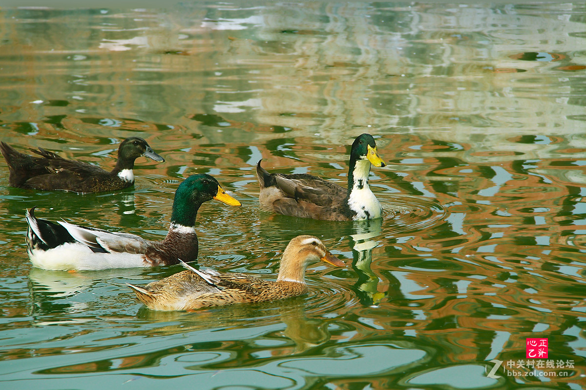 野菊飘香小鸭来_______祝贺红河星空(中国)开坛！祝贺华电昆明人荣任版主！