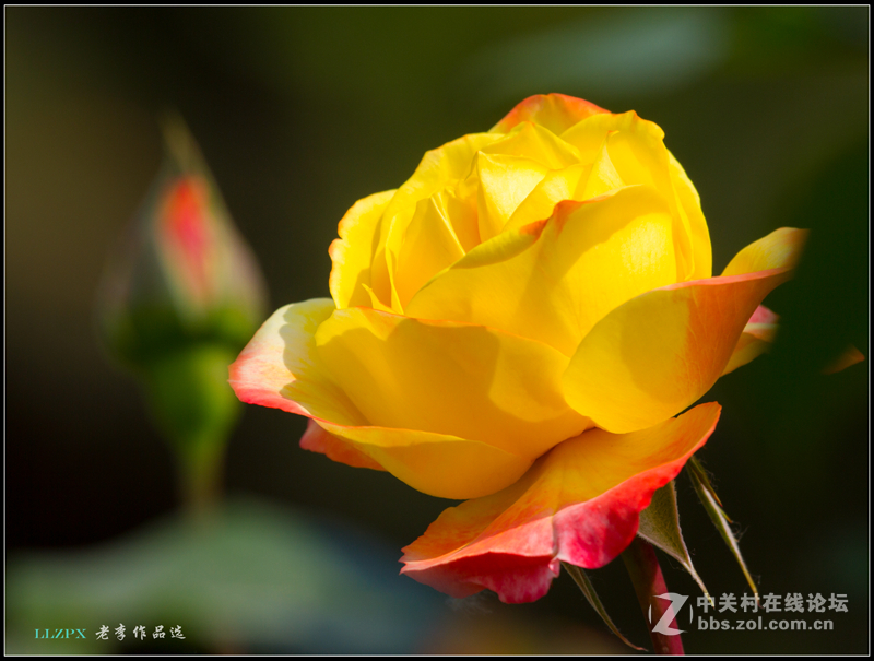 学拍花卉习作--【月季】