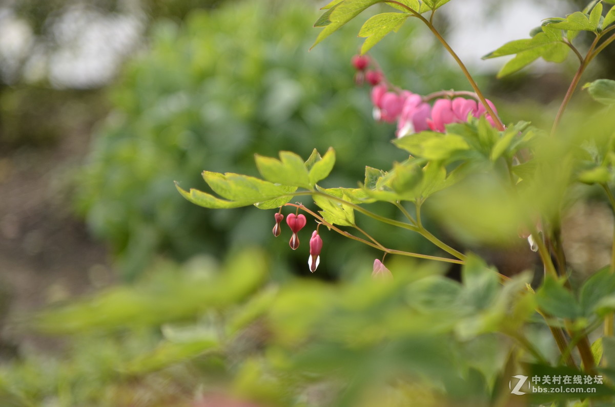 花卉－－－试镜