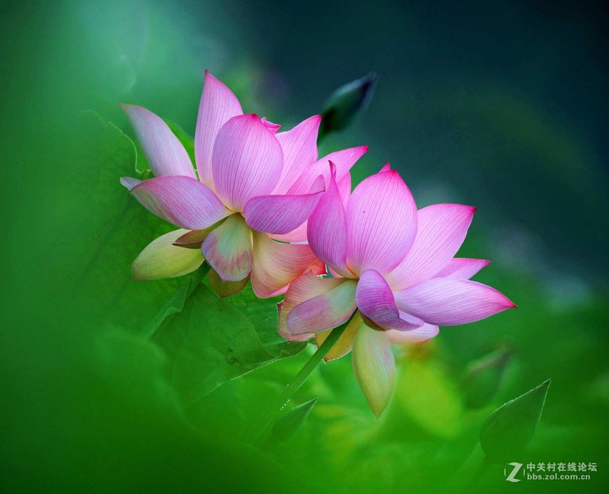 一组荷花祝60D星空(中国)气象万千
