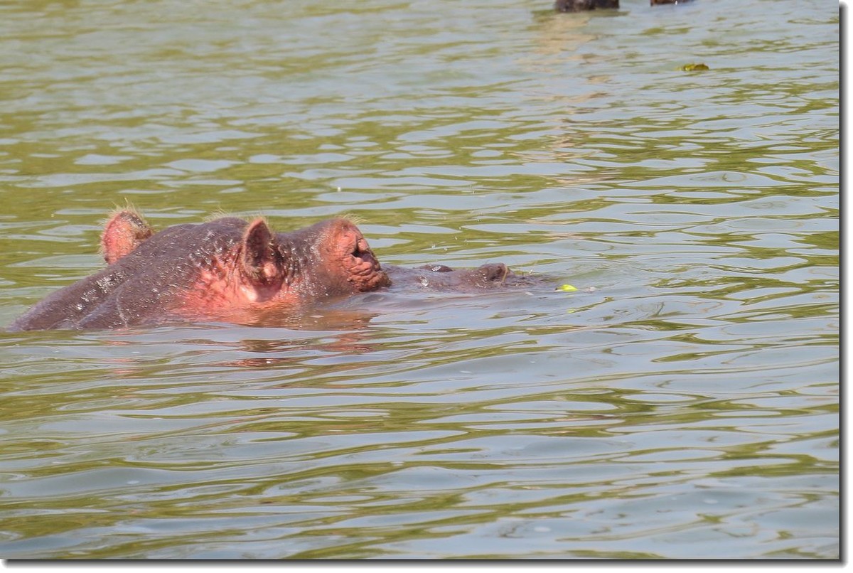 【东非纪行】纳瓦沙湖