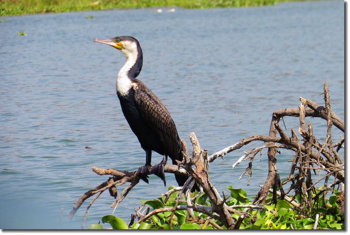 【东非纪行】纳瓦沙湖