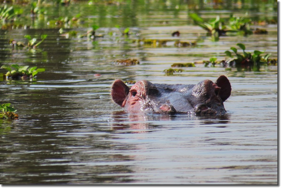 【东非纪行】纳瓦沙湖