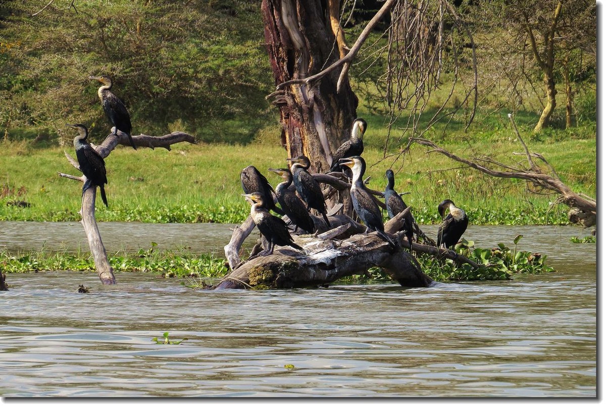 【东非纪行】纳瓦沙湖