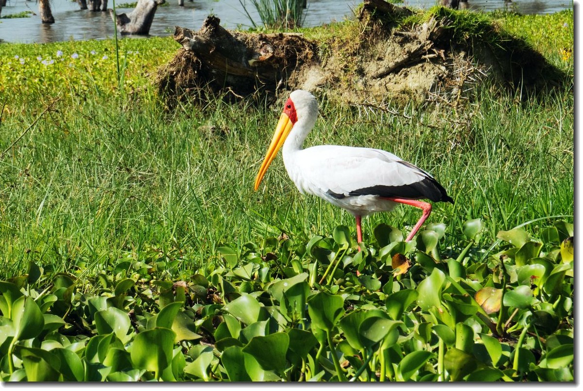 【东非纪行】纳瓦沙湖