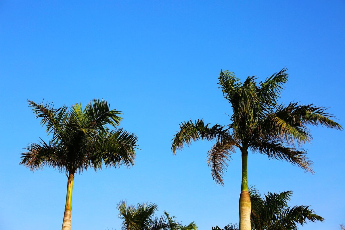 亚热带地区王棕树