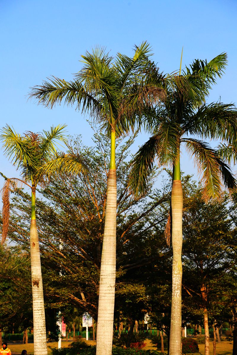 亚热带地区王棕树