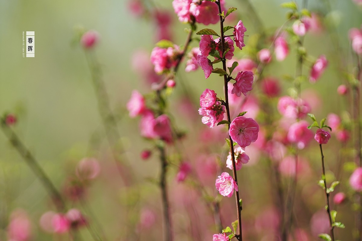 入手一年多，A6300拍的杂片。