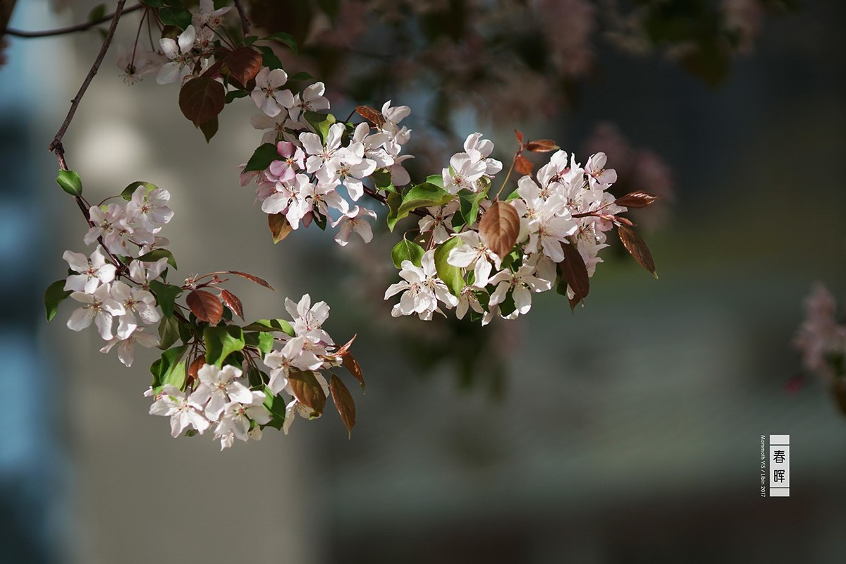 入手一年多，A6300拍的杂片。