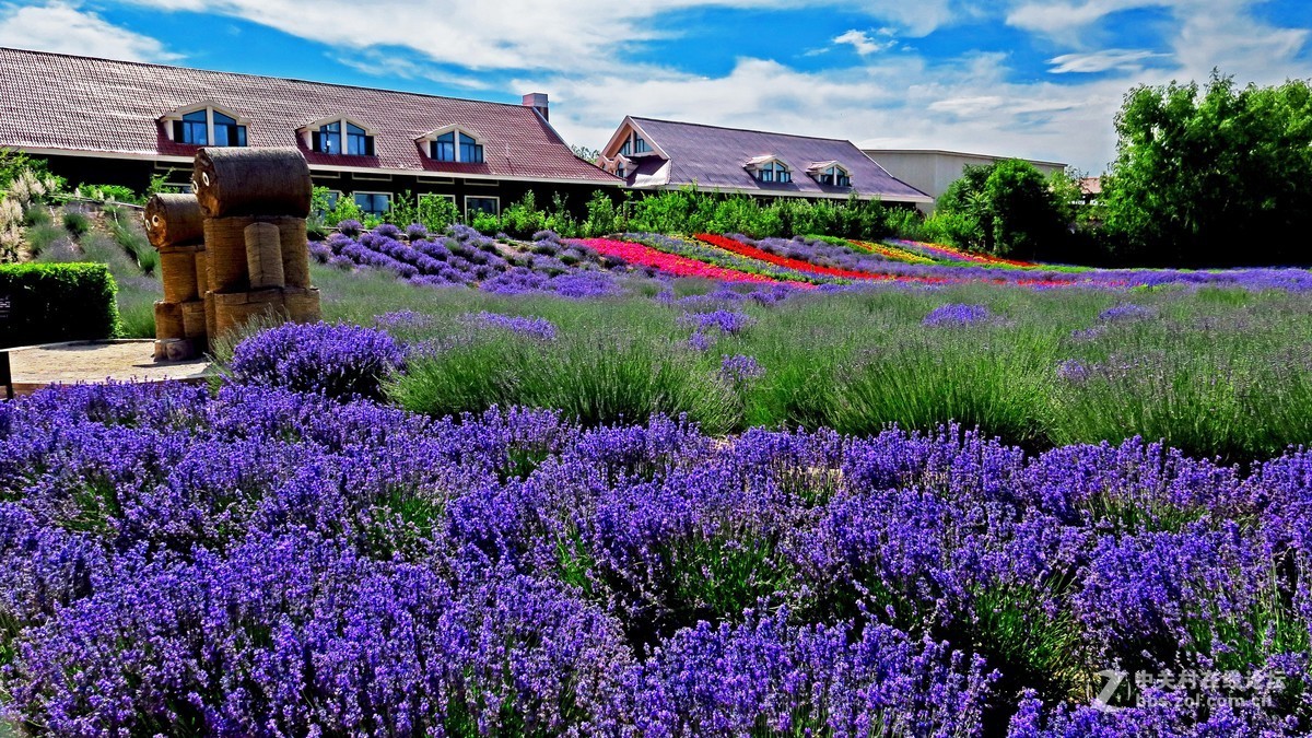 大美新疆霍城县薰衣草庄园