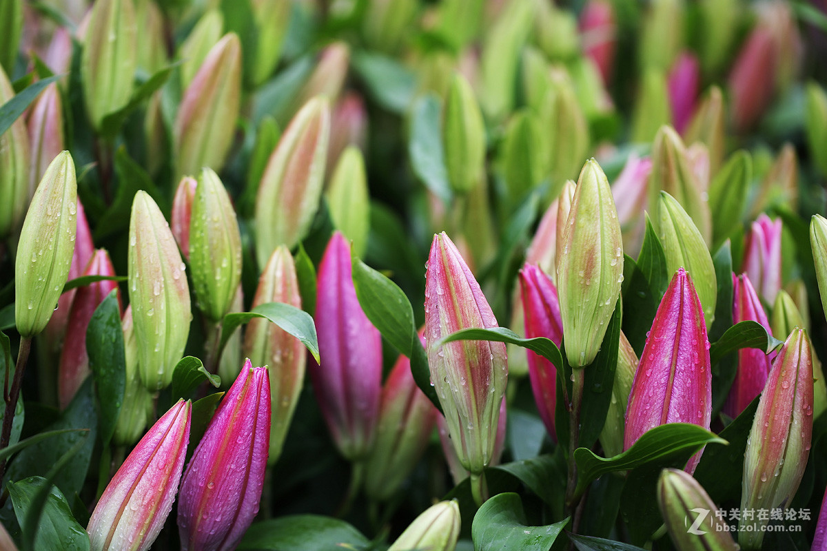 含苞待放的香水百合