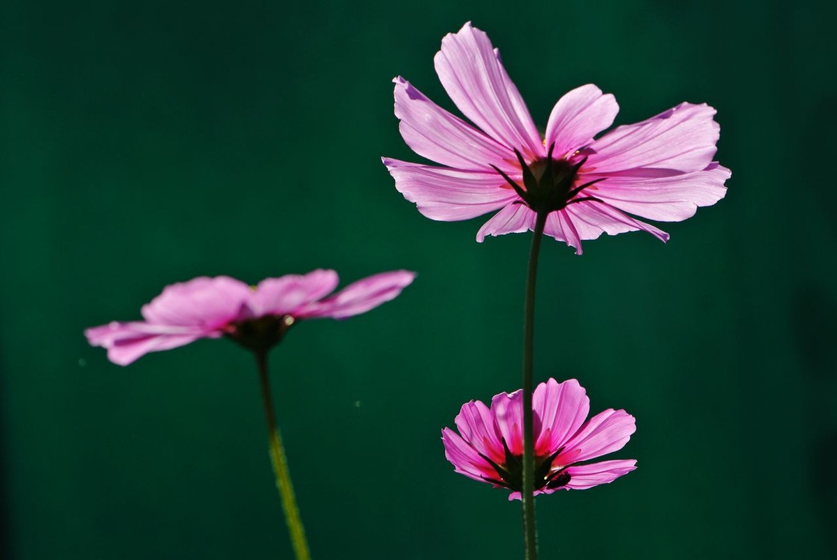 山水园波斯菊（格桑花）