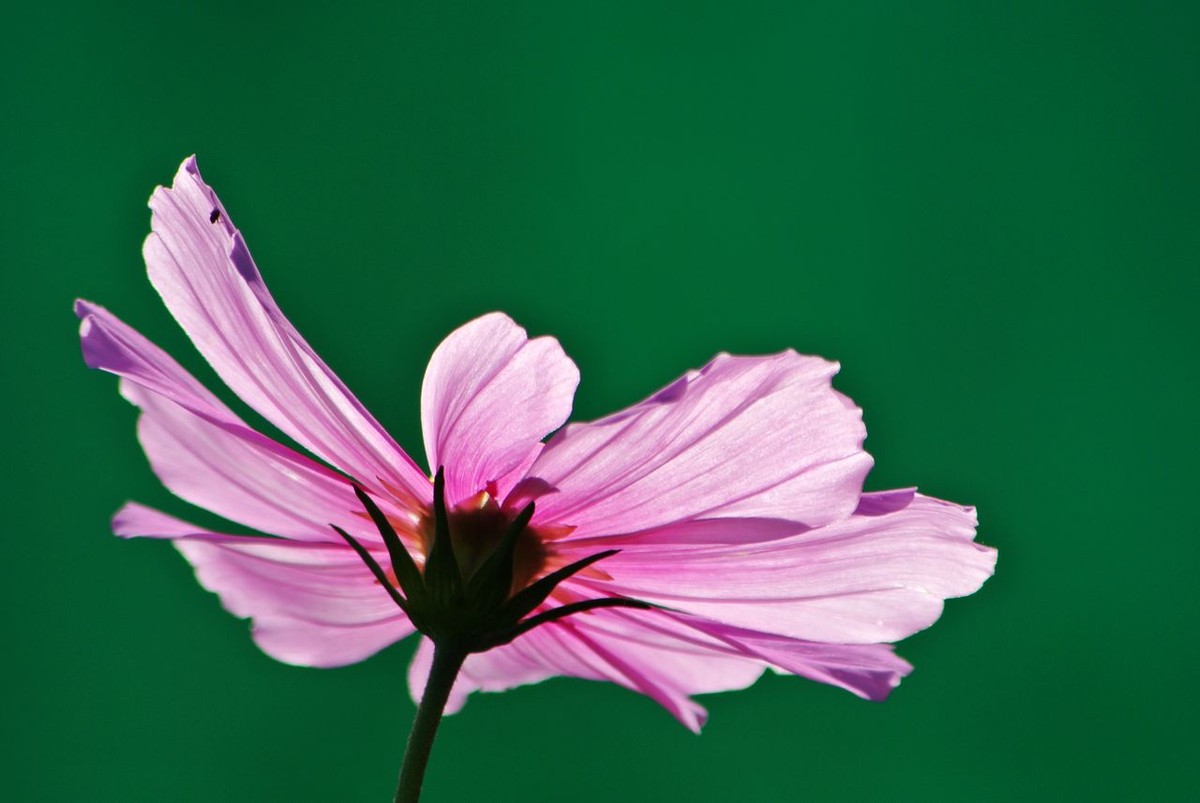 山水园波斯菊（格桑花）
