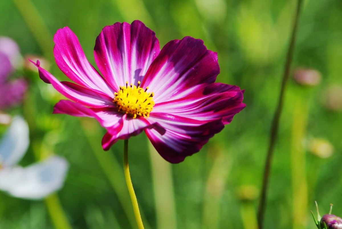 山水园波斯菊（格桑花）