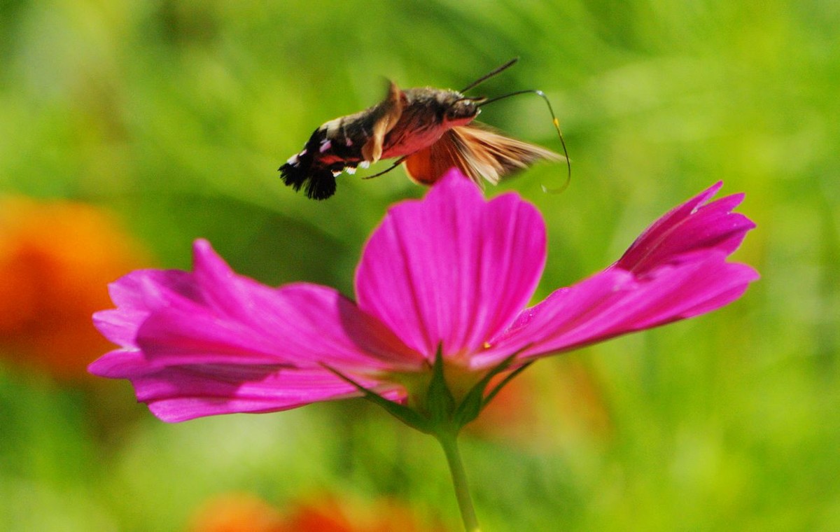 山水园波斯菊（格桑花）