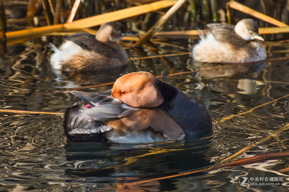 ## 也 拍 赤 嘴 潜 鸭  ##