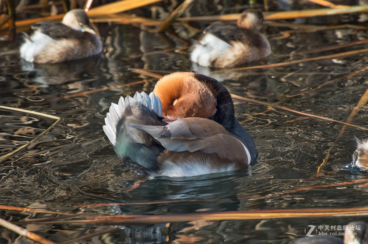 ## 也 拍 赤 嘴 潜 鸭  ##