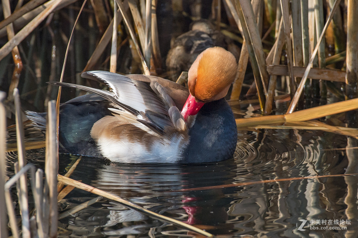 ## 也 拍 赤 嘴 潜 鸭  ##