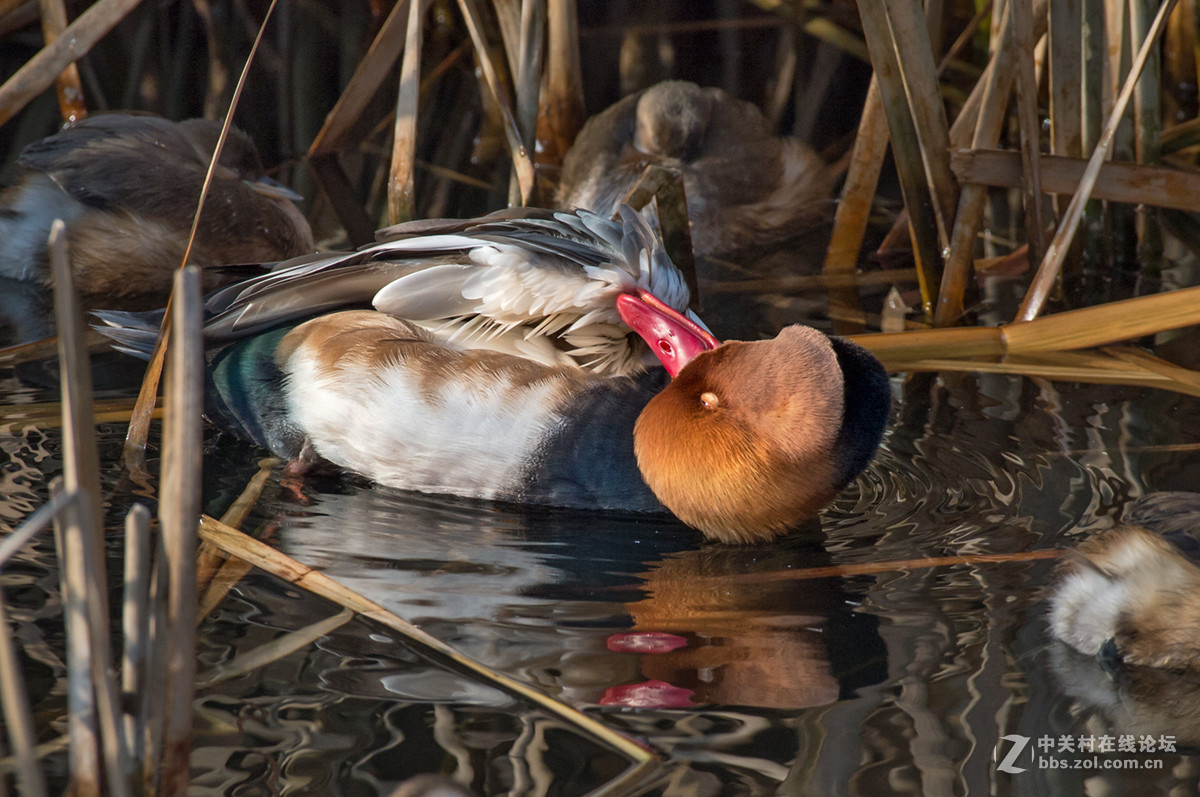 ## 也 拍 赤 嘴 潜 鸭  ##