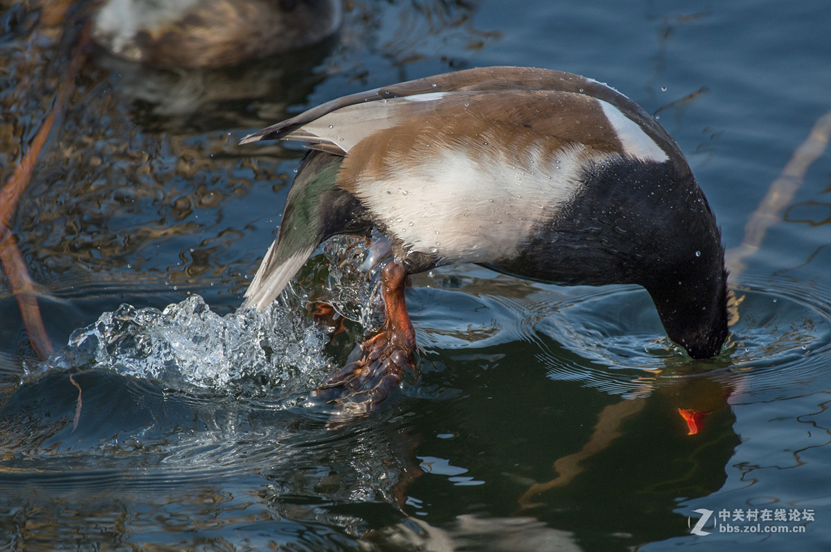 ## 也 拍 赤 嘴 潜 鸭  ##