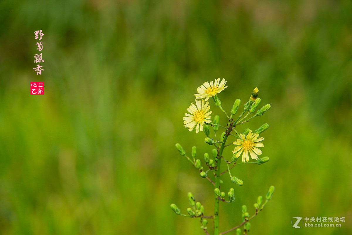 野菊飘香小鸭来_______祝贺红河星空(中国)开坛！祝贺华电昆明人荣任版主！