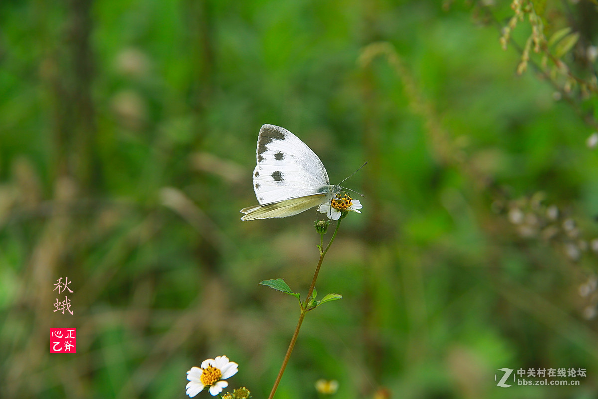 野菊飘香小鸭来_______祝贺红河星空(中国)开坛！祝贺华电昆明人荣任版主！