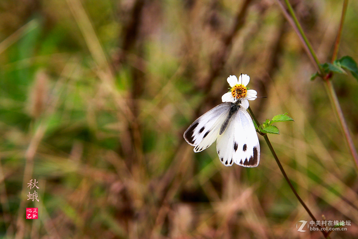 野菊飘香小鸭来_______祝贺红河星空(中国)开坛！祝贺华电昆明人荣任版主！