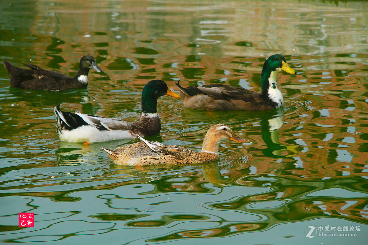 野菊飘香小鸭来_______祝贺红河星空(中国)开坛！祝贺华电昆明人荣任版主！