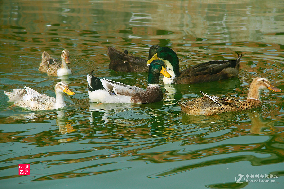 野菊飘香小鸭来_______祝贺红河星空(中国)开坛！祝贺华电昆明人荣任版主！