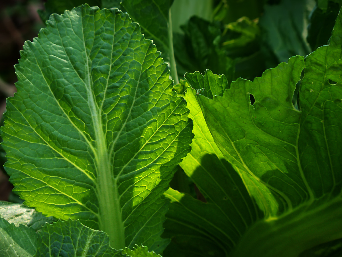 菜园里的菜叶子