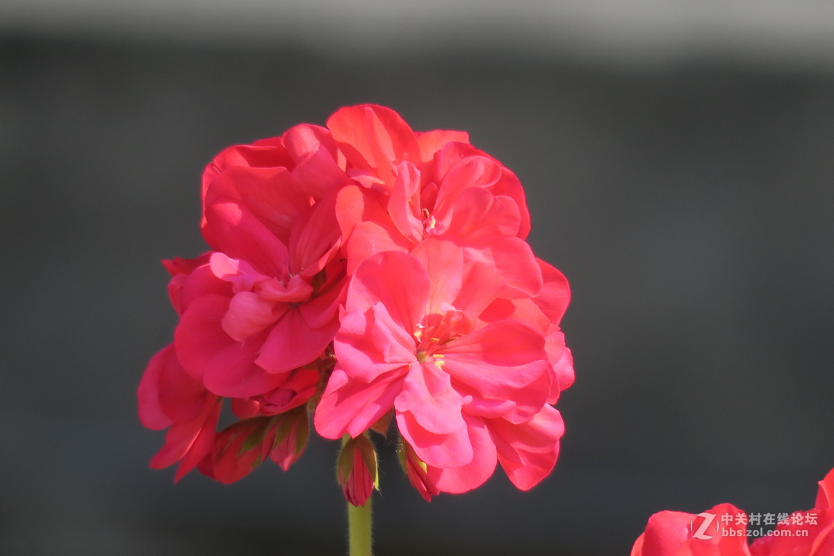 路边拍花