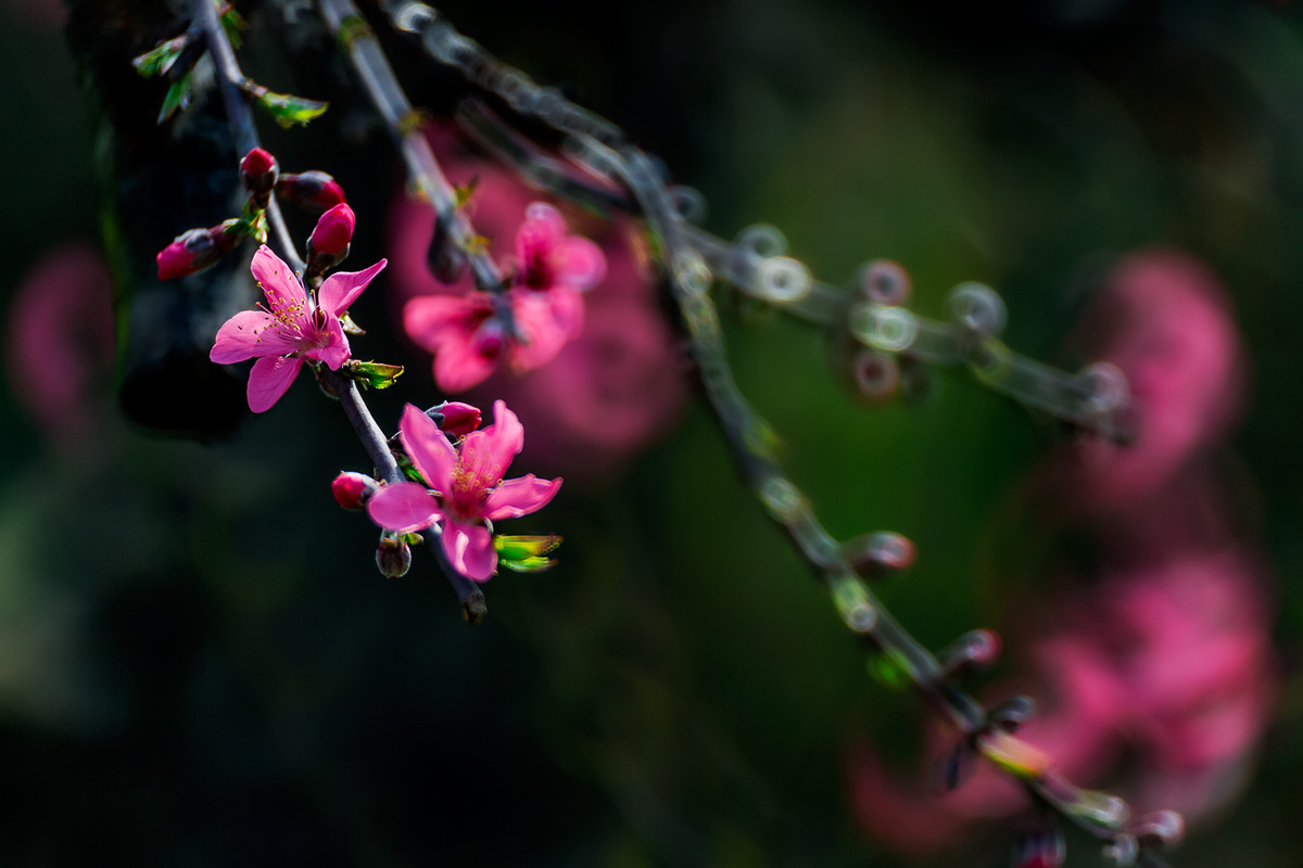 连平桃花