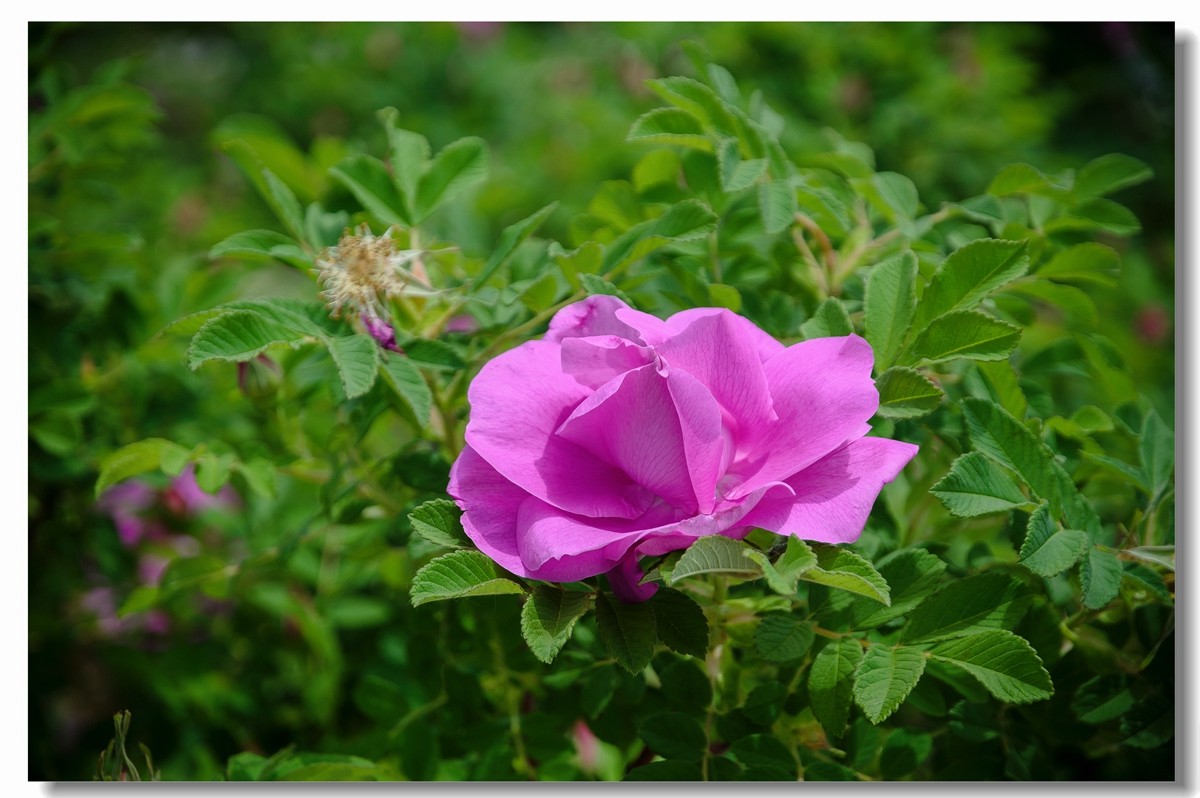 单瓣牡丹------盘中取果