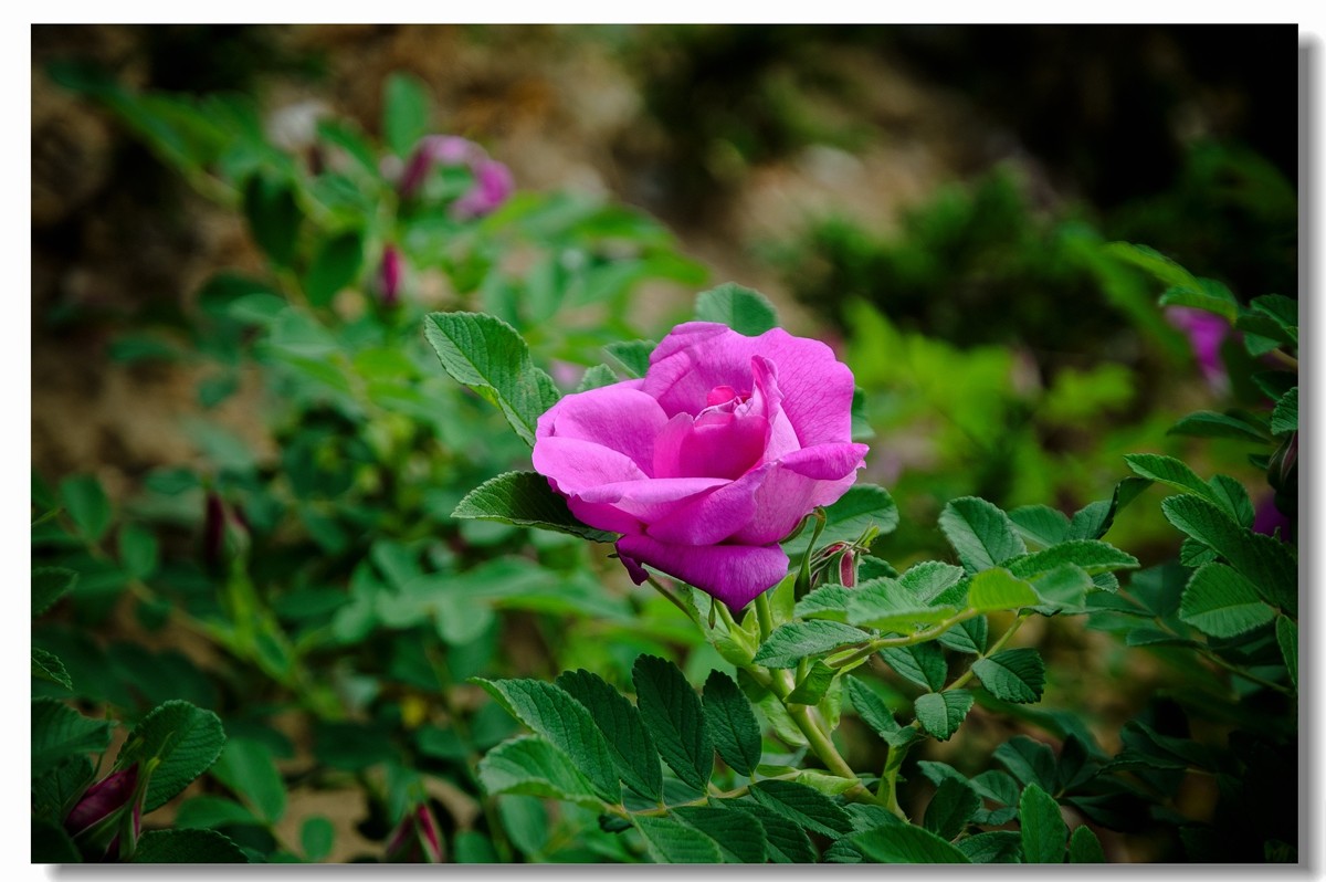 单瓣牡丹------盘中取果