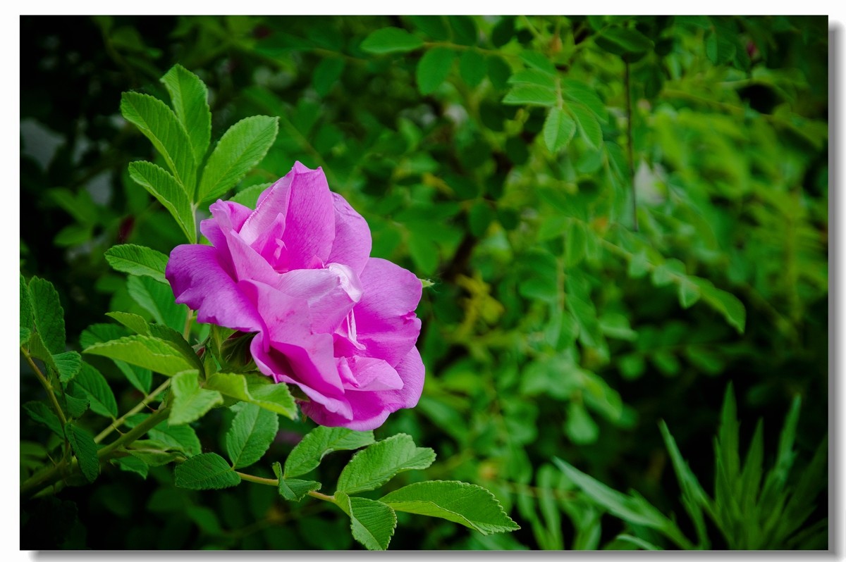 单瓣牡丹------盘中取果