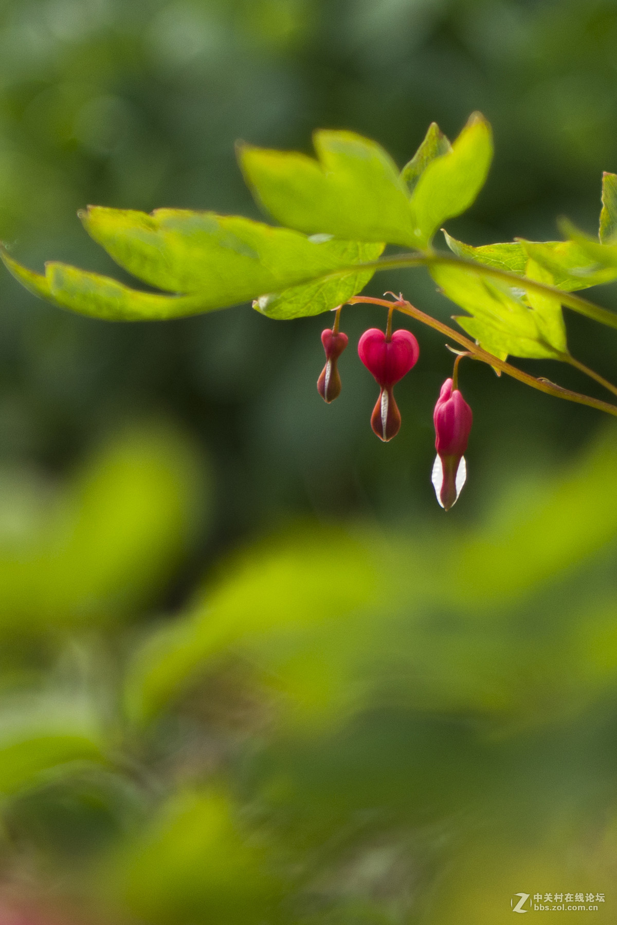 花卉－－－试镜