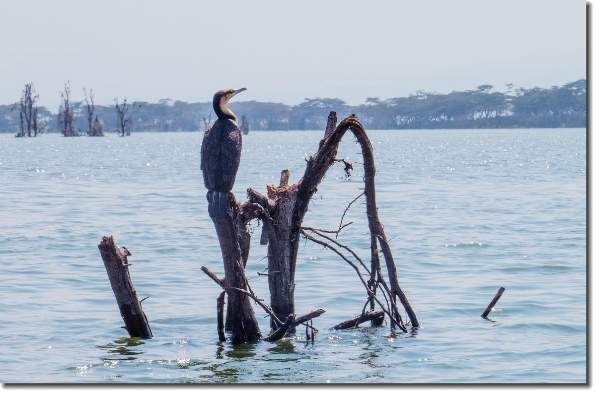 【东非纪行】纳瓦沙湖