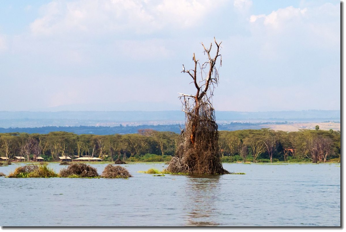 【东非纪行】纳瓦沙湖