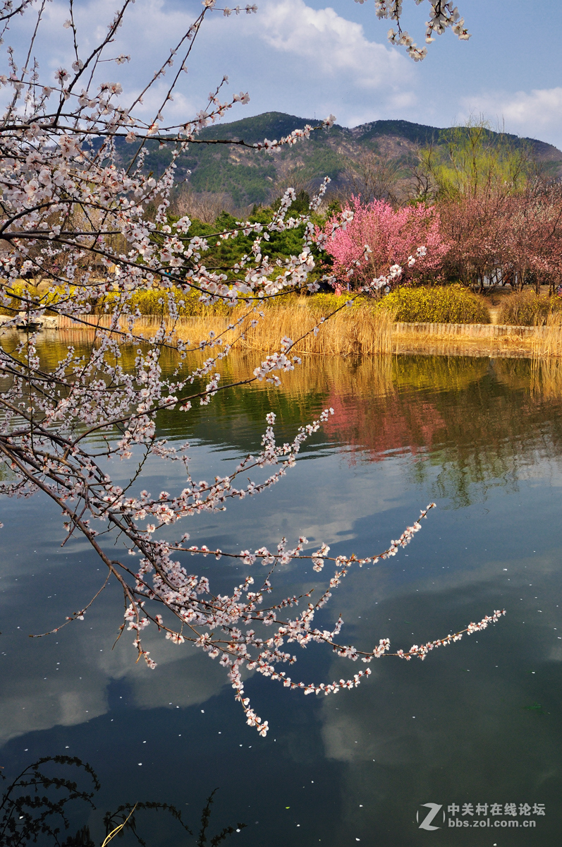 北京植物园山桃花溪