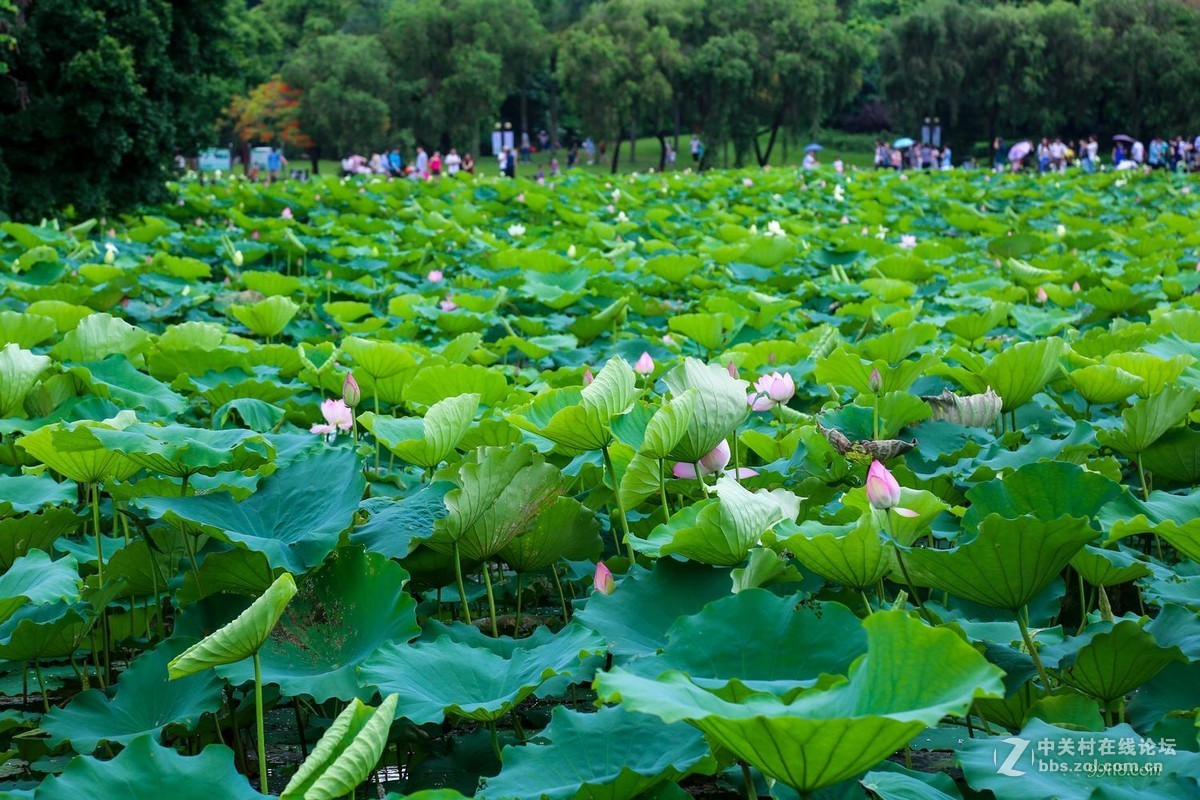 廣東深圳洪湖公園荷花文化節(02)