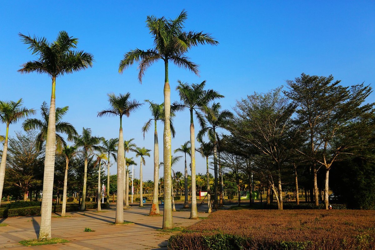 亚热带地区王棕树