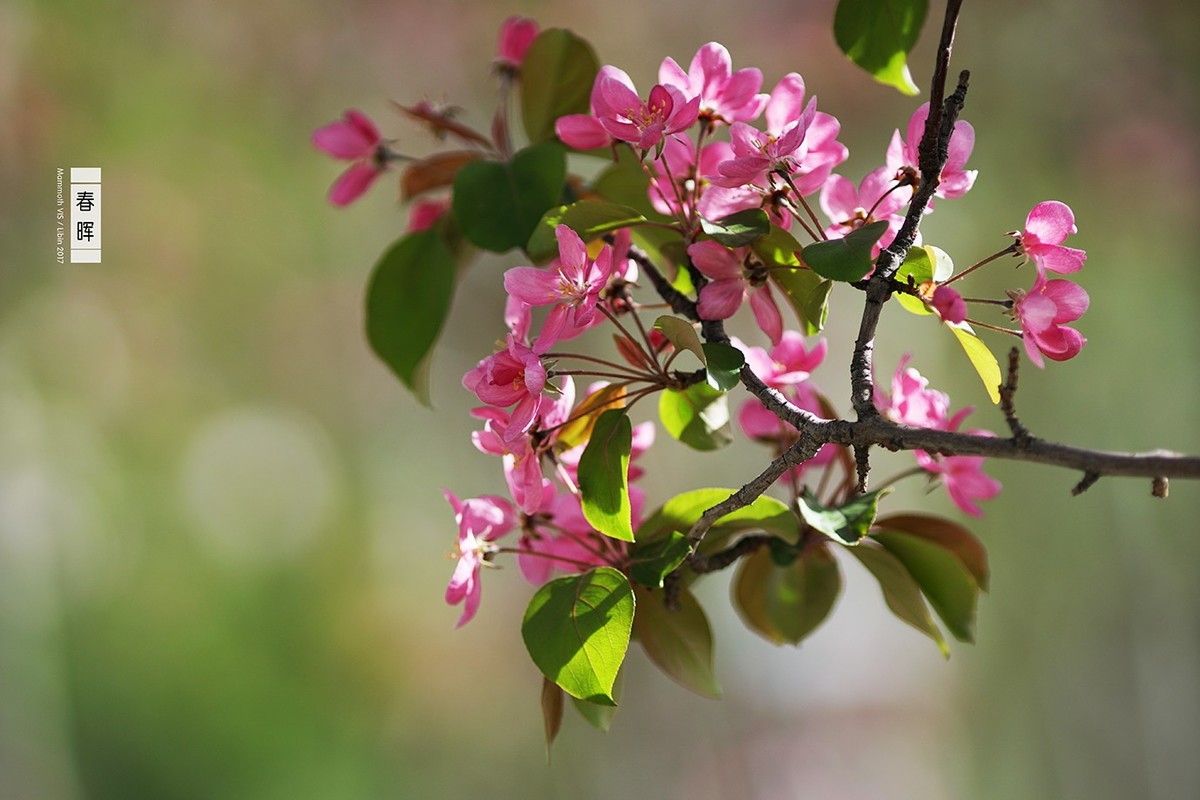 入手一年多，A6300拍的杂片。