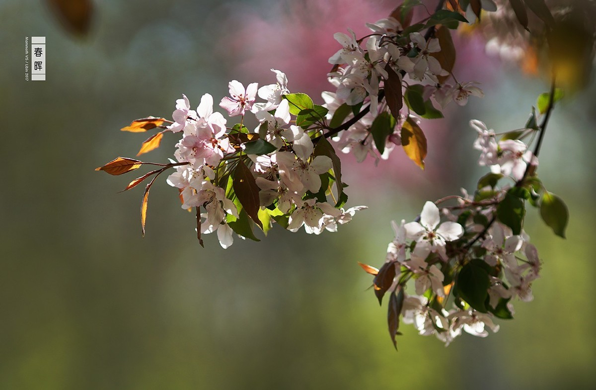 入手一年多，A6300拍的杂片。