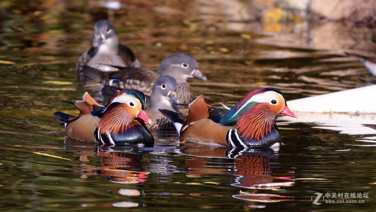 待续鸳鸯（尼康200-500F5.6vr）