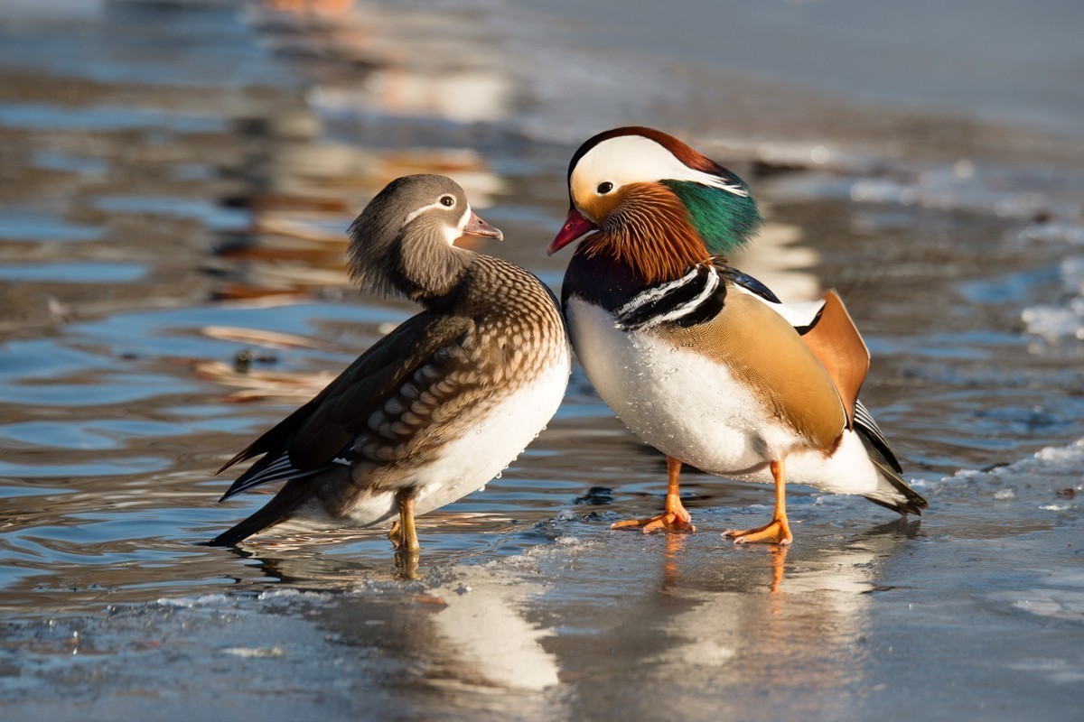#回顾2019#     《冰河鸳鸯》冰河上，成双成对的鸳鸯恩爱有加。