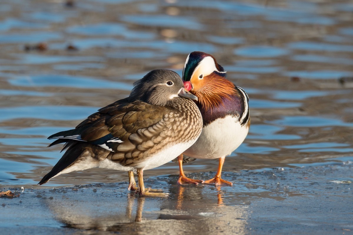 #回顾2019#     《冰河鸳鸯》冰河上，成双成对的鸳鸯恩爱有加。