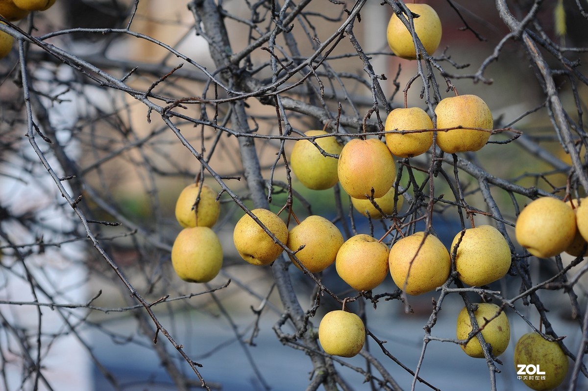 中国国家地理最美乡村——甲居臧寨3